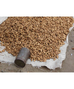 Raw Dried Peanuts High Quality Ready to Eat