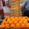High Quality Cheap Price Wholesale Orange Fruit