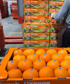High Quality Cheap Price Wholesale Orange Fruit