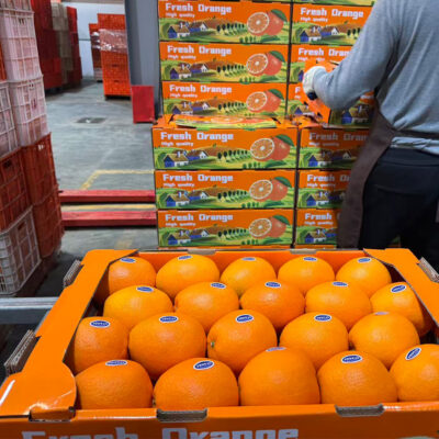 High Quality Cheap Price Wholesale Orange Fruit Navel Oranges / Fresh Orange