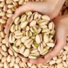 nuts pistachio bulk supply