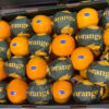 Best Selling China Fresh Navel Orange