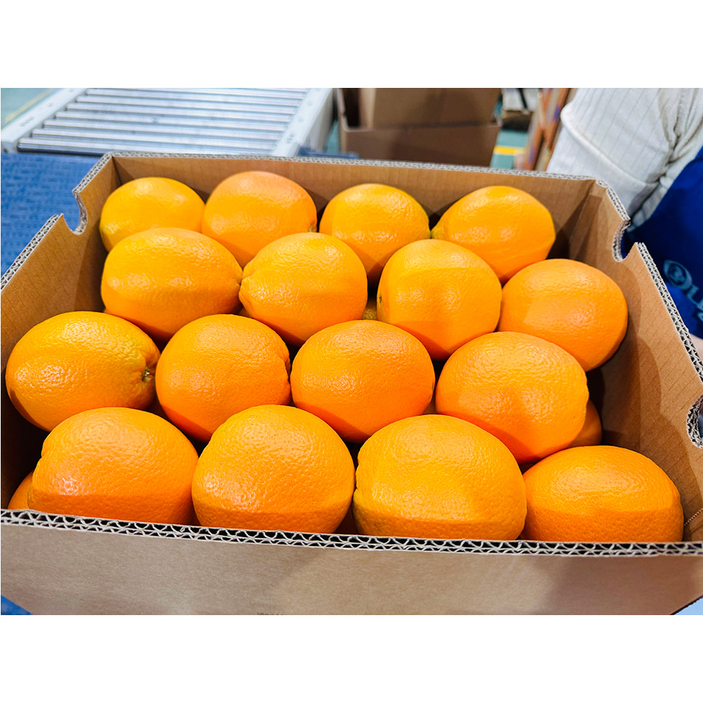Bulk Wholesale Fresh Fruits Bulk Wholesale Fresh Fruits