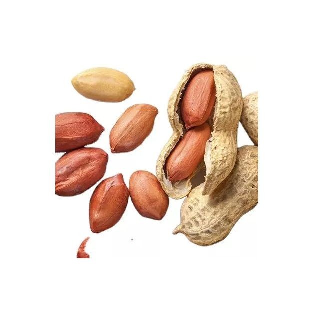 peanuts-bulk-supply-wholesale-cheap-price-premium-quality2-0584409001775737618