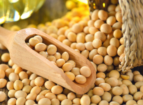 Wholesale Agricultural Products Supplier