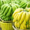 Fresh G9 Bananas