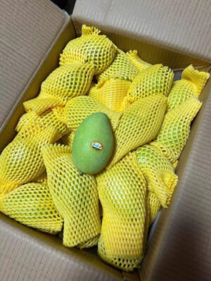 Direct Exported Young Fresh Mangoes From Vietnam Wholesale Availability