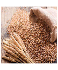 Wholesale High Quality Dried Whole Wheat Grain