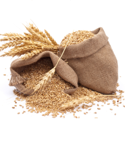 Organic Durum Wheat Grain France Origin