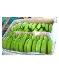 Organic Fresh Cavendish Green Bananas
