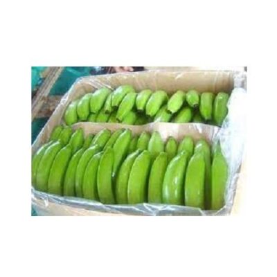 Organic Fresh Cavendish Green Bananas High Quality Cultivation Type