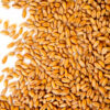 Premium Quality Whole Wheat Grain