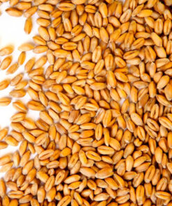 Premium Quality Whole Wheat Grain