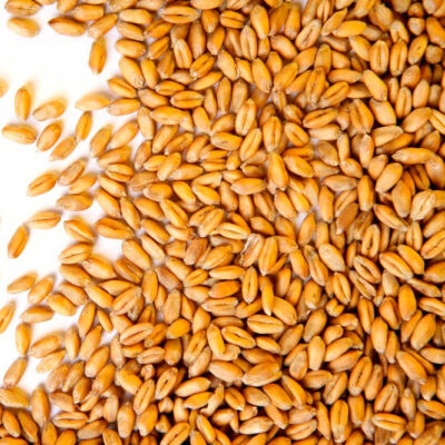 Premium Quality Whole Wheat Grain 100% Natural Fresh Nutrient Rich FSSAI ISO HACCP Certified 2 Year Shelf Life Export Quality