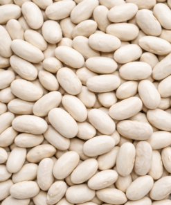 Wholesale Bulk White Kidney Bean