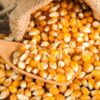 Non-GMO Yellow Corn and White Maize