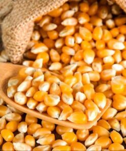 Non-GMO Yellow Corn and White Maize