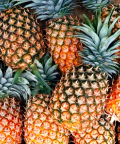 Reasonable Prices Vacuum Pack Frozen Pineapples