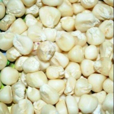 High Quality Non-GMO Dried Yellow and White Corn Kernels Best Price Bulk Supplier Free Tax