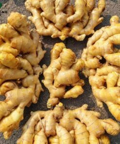 Wholesale Organic Fresh Ginger Root