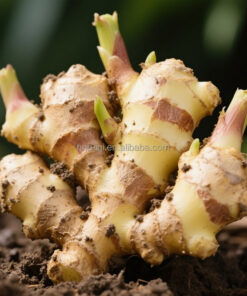 New Harvest Large Ginger