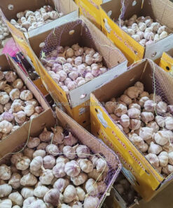 Chinese Factory Direct Sales Fresh Garlic