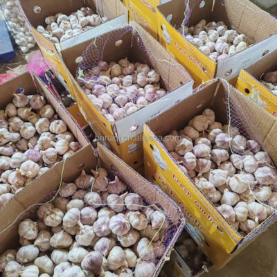 Chinese Factory Direct Sales Fresh Garlic 4.5-5.5CM 10 /20 kg Mesh Bag Packing