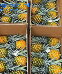 Premium Fresh MD2 Pineapples Bulk Wholesale