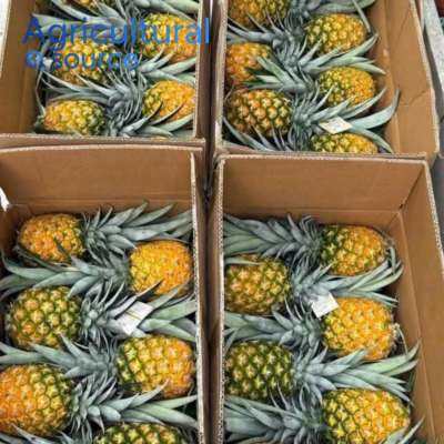 Premium Juicy Sweet Fresh MD2 Pineapples Tropical Exotic Fruit Bulk Wholesale Fresh Fruits from Vietnam OEM/ODM Export Supplier