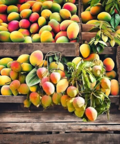 Wholesale Price Juicy Vietnam Organic Mango Fruit
