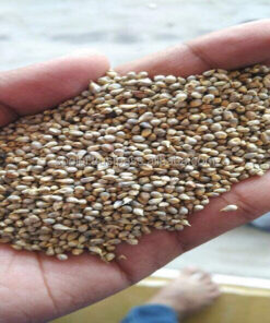 Natural Green Millet Bajra for Sale