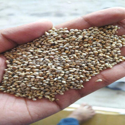 Natural Green Millet Bajra for Sale