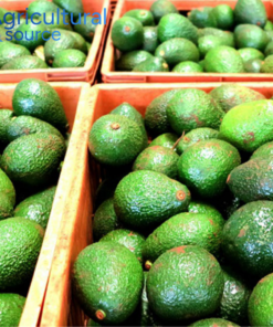 Natural Healthy Hass Avocado
